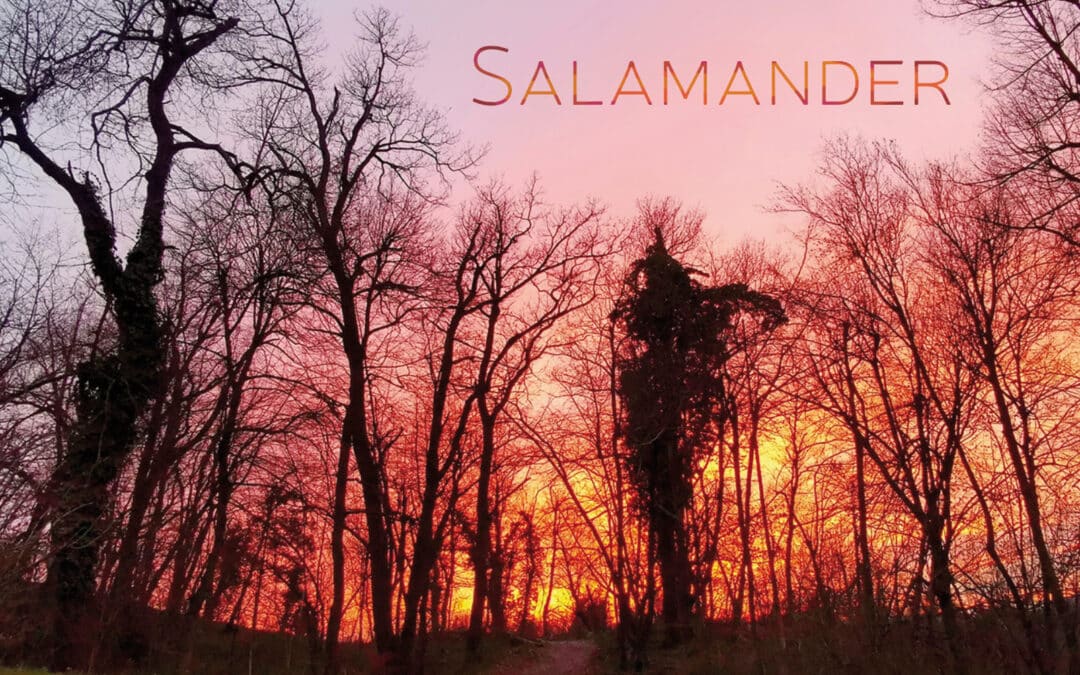 Salamander nov album